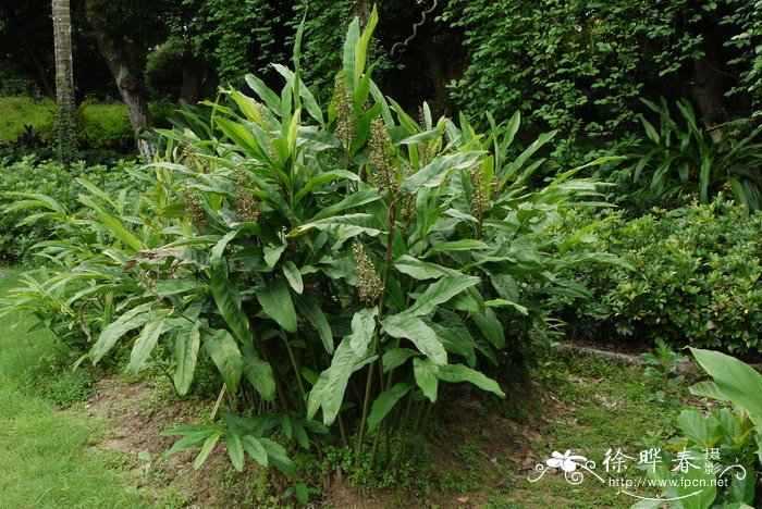 红豆蔻Alpinia galanga