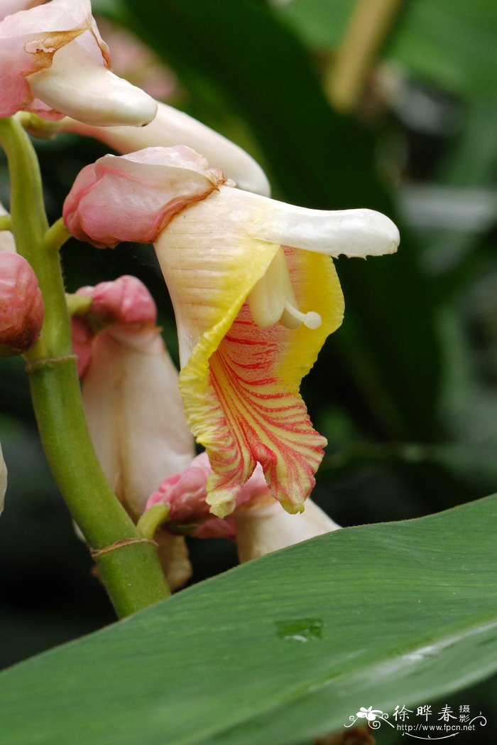 海南山姜Alpinia hainanensis