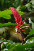 ‘红多’山姜Alpinia 'Hongduo'