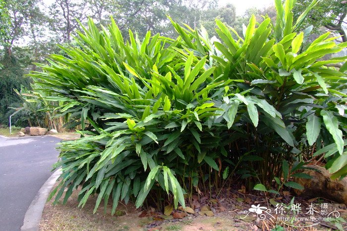 草豆蔻Alpinia katsumadai