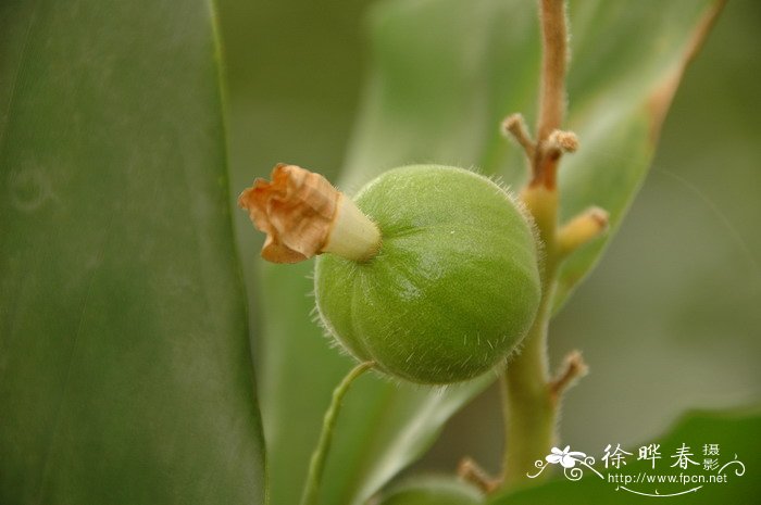 草豆蔻Alpinia katsumadai