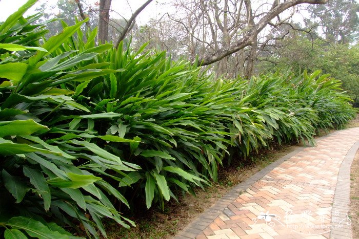 雨花山姜Alpinia zerumbet ‘Springle’