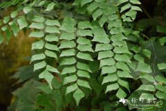 梯叶铁线蕨Adiantum trapeziforme