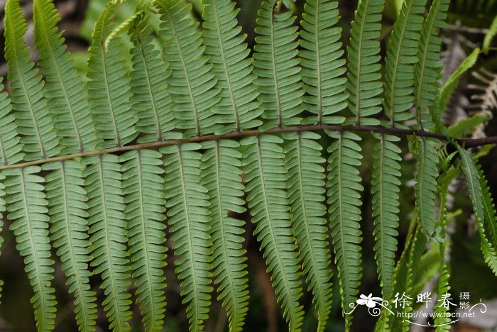 里白Dicranopteris glauca 里白Dicranopteris glauca