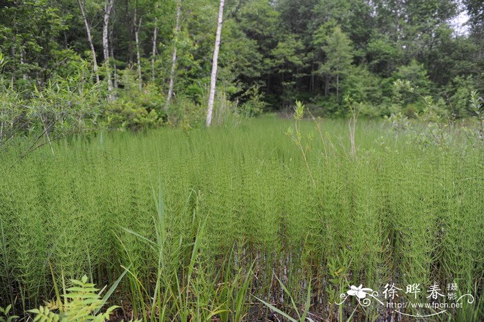 问荆Equisetum arvense