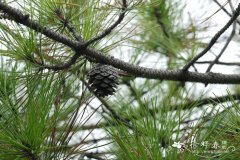 刚松Pinus rigida