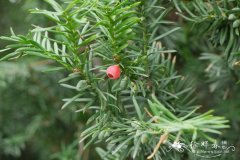 欧洲红豆杉Taxus baccata