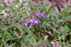 滇黄芩Scutellaria amoena