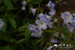  花忍属品种Polemonium 'Stairway to Heaven'