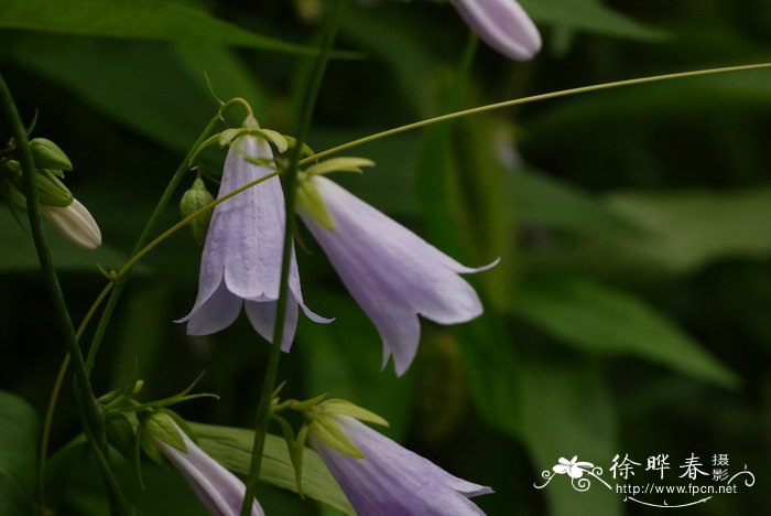 杏叶沙参Adenophora petiolata subsp. hunanensis