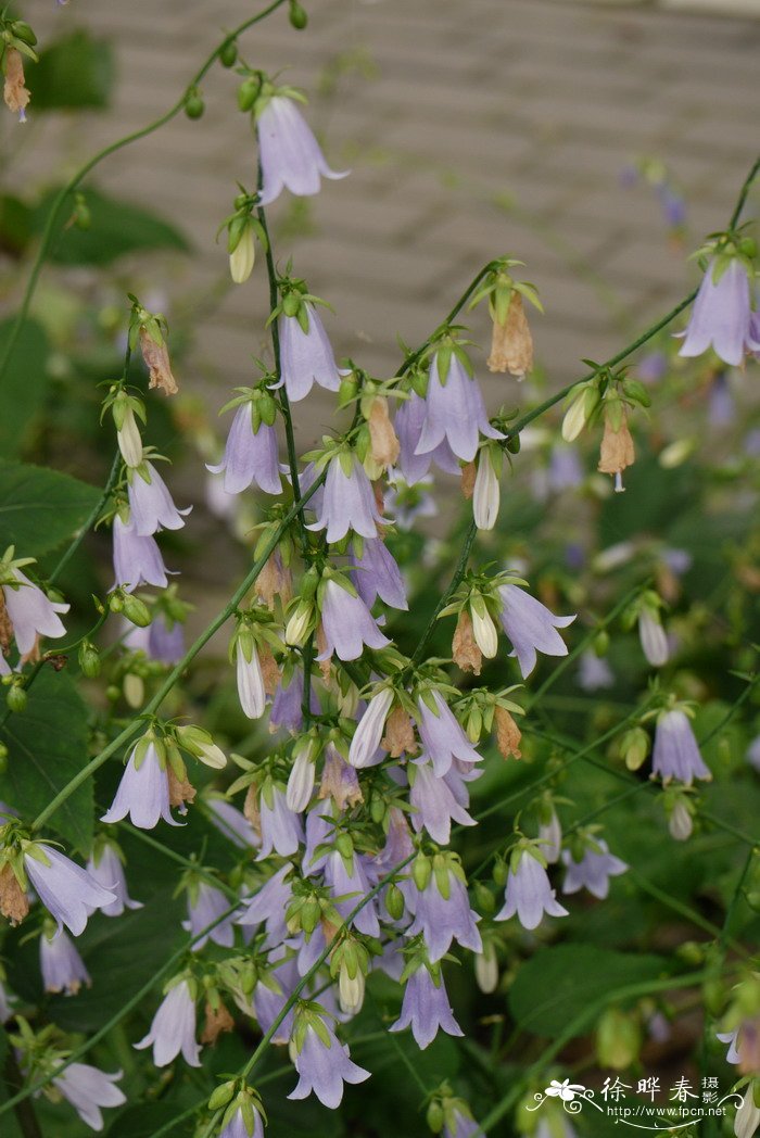 杏叶沙参Adenophora petiolata subsp. hunanensis