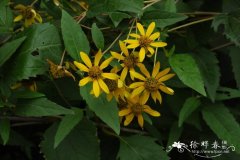 赛菊芋Heliopsis helianthoides