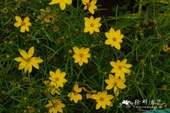  月光轮叶金鸡菊Coreopsis verticillata 'Grandiflora'