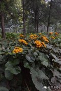 戴斯德蒙娜齿叶橐吾Ligularia dentata 'Desdemona'