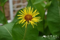 土木香Inula helenium