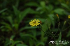 中华苦荬菜Ixeris chinensis