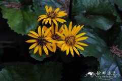 克劳福德齿叶橐吾Ligularia dentata 'Brit-Marie Crawford'