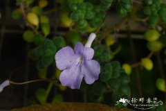 海豚花Streptocarpus saxorum