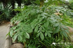 疣柄蘑芋Amorphophallus paeoniifolius