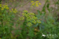 欧当归Levisticum officinale