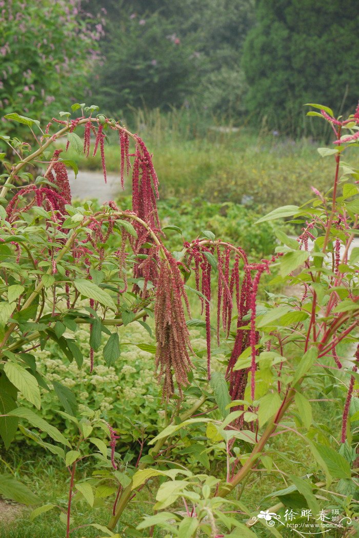 尾穗苋Amaranthus caudatus