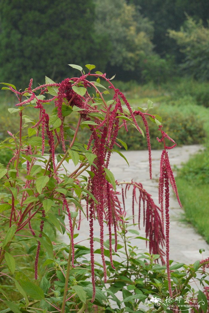 尾穗苋Amaranthus caudatus