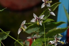 长蕊淫羊藿Epimedium dolichostemon