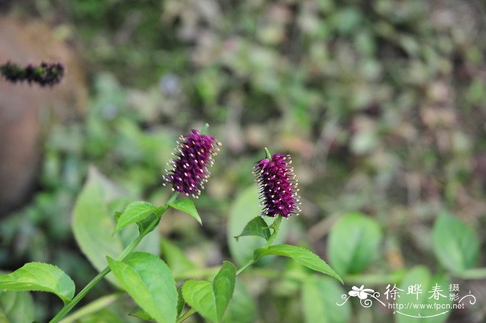 四方麻Veronicastrum caulopterum