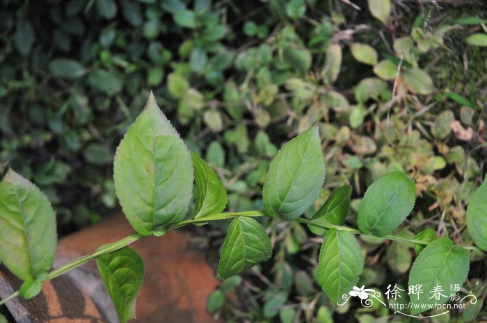 四方麻Veronicastrum caulopterum