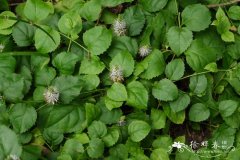 ˮVeronicastrum stenostachyum subsp. plukenetii