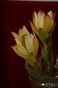 舞卡木百合Leucadendron Ulka