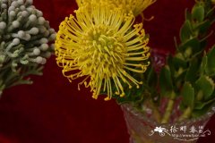 金樽针垫花Leucospermum High Gold