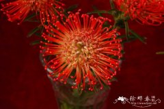 继承者针垫花Leucospermum Succession