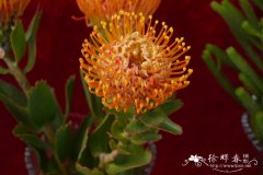 草原烽火针垫花Leucospermum Veldfire