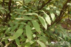 长柱十大功劳Mahonia duclouxiana