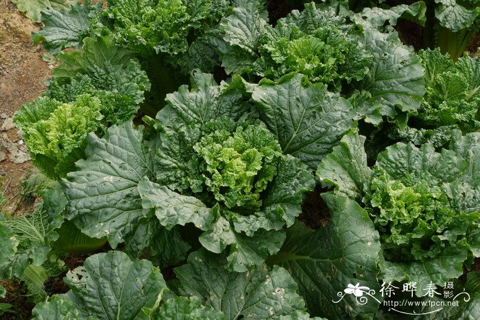 白菜Brassica rapa var. glabra