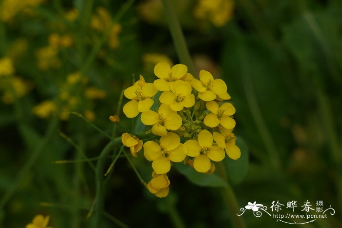 白菜Brassica rapa var. glabra