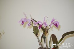 卡特兰原种Cattleya maxima