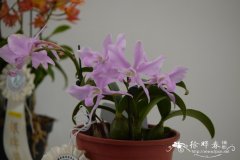 卡特兰原种Cattleya nobilior