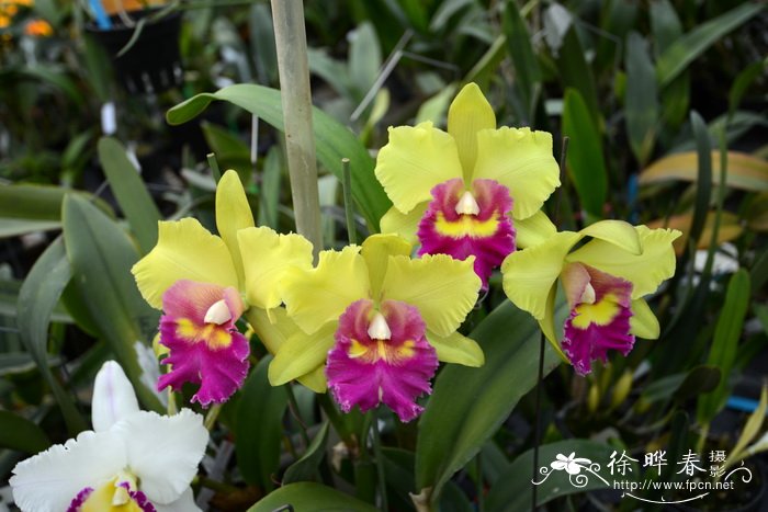 杂交属兰花xBLC. Young Kong 杂交属兰花xBLC. Young Kong