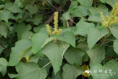 野梧桐Mallotus japonicus