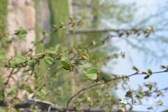 普陀鹅耳枥Carpinus putoensis