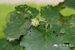 土耳其榛Corylus colurna