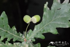 夏栎Quercus robur