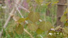 连香树Cercidiphyllum japonicum