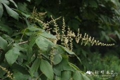 盐肤木Rhus chinensis