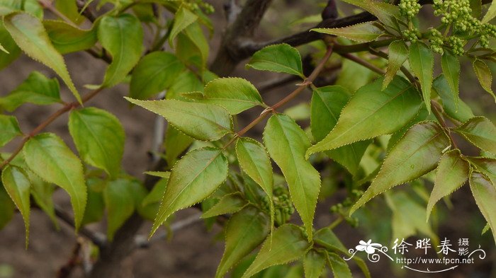 野鸦椿Euscaphis japonica