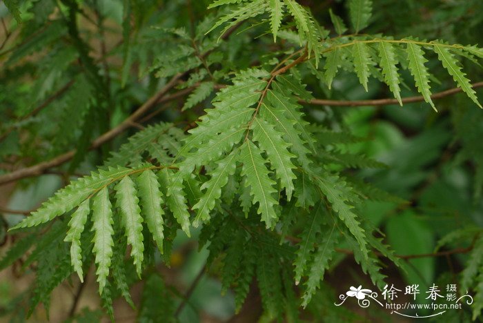 蕨叶罗望子Sarcotoechia serrata