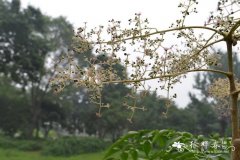 辽东楤木Aralia elata