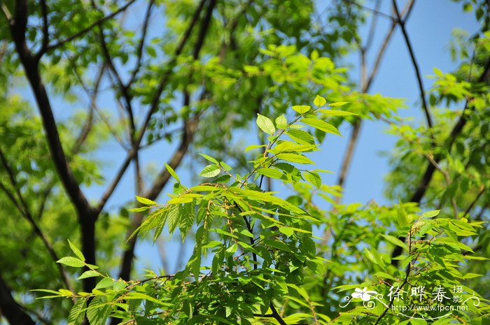 榉树Zelkova serrata